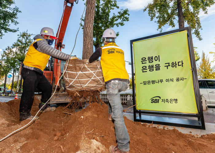 공사관계자들이 가로수로 심어졌던 암은행나무를 옮겨심기 위한 작업을 진행했다.