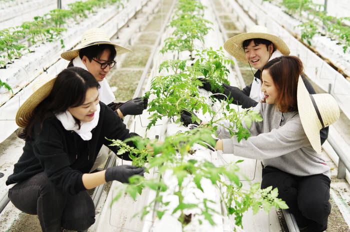 16일 신세계푸드 임직원들이 충남 논산시 광석면에 위치한 협력농가 팜팜농장을 방문해 토마토 재배 일손 돕기 봉사활동을 펼쳤다.