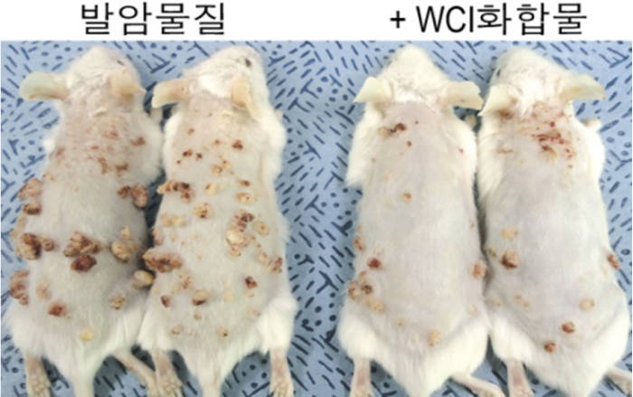 피부암 발병 쥐와 WCI 화합물을 처방한 쥐를 비교한 모습