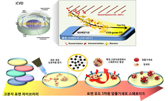 3차원 암줄기세포 스페로이드 형성 모식도