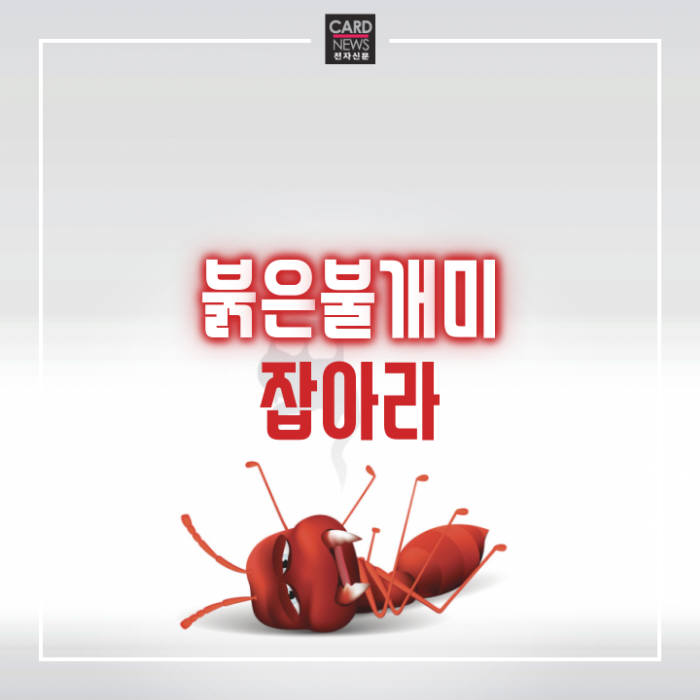 [카드뉴스]붉은불개미 잡아라
