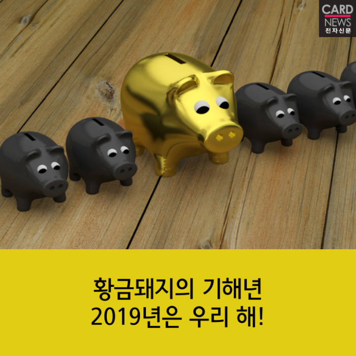 [카드뉴스]황금돼지의 기해년, 2019년은 우리 해!
