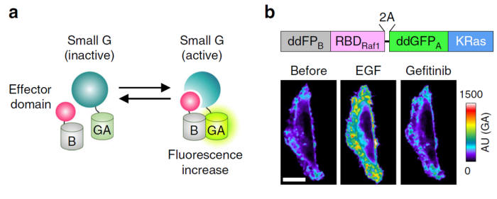연구팀이 개발한 실시간 스몰 GTPase 관찰 바이오센서 개요
