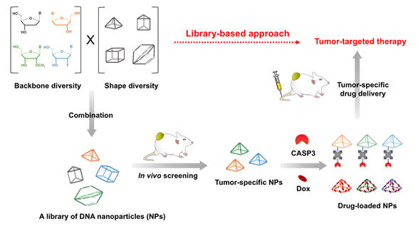 DNA 나노입자 라이브러리 검색을 통한 암조직 선택적 나노입자 약물전달체 개발 개략도