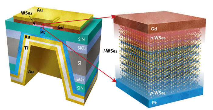 이셀레늄화텅스텐(WSe2) 기반 다이오드 모식도