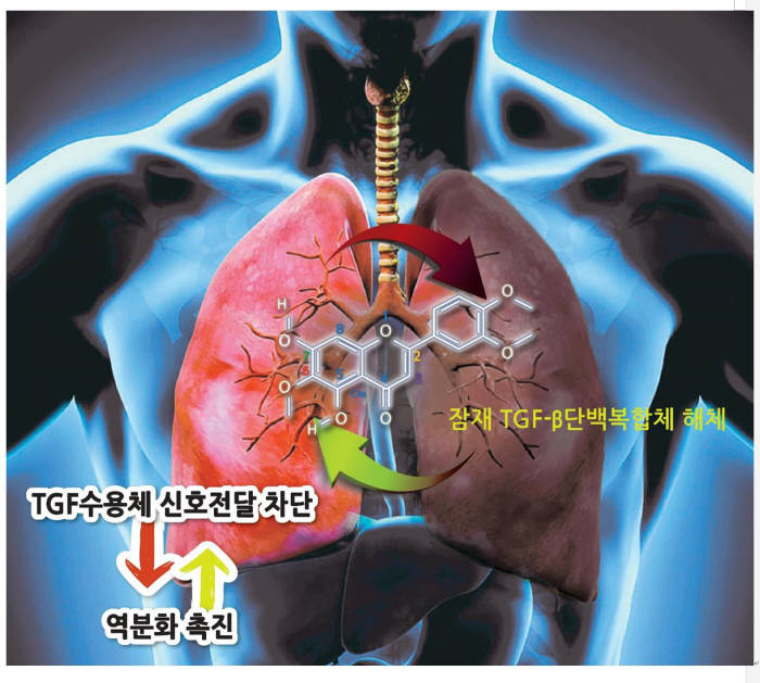 오스티오뉴로젠 섬유화증 치료제 후보물질 작용 원리