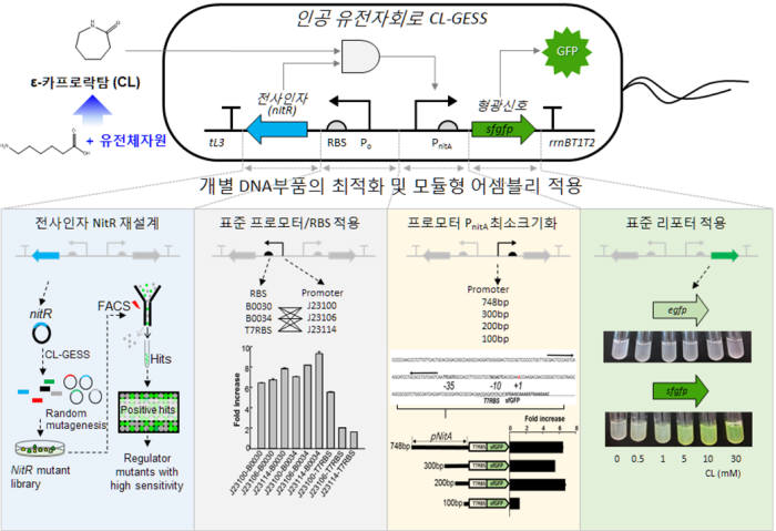 생명연이 개발한 인공 유전자회로