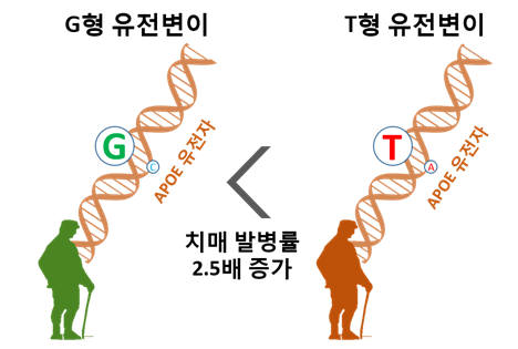 아포이(APOE) e4 유전자형을 가진 사람 중, T형 유전변이를 가진 사람이 G형 유전변이를 가진 사람에 비해 치매 발병률이 2.5배 높은 것으로 나타났다.