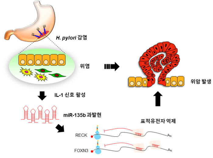 miR-135b의 위암발생 촉진 기전