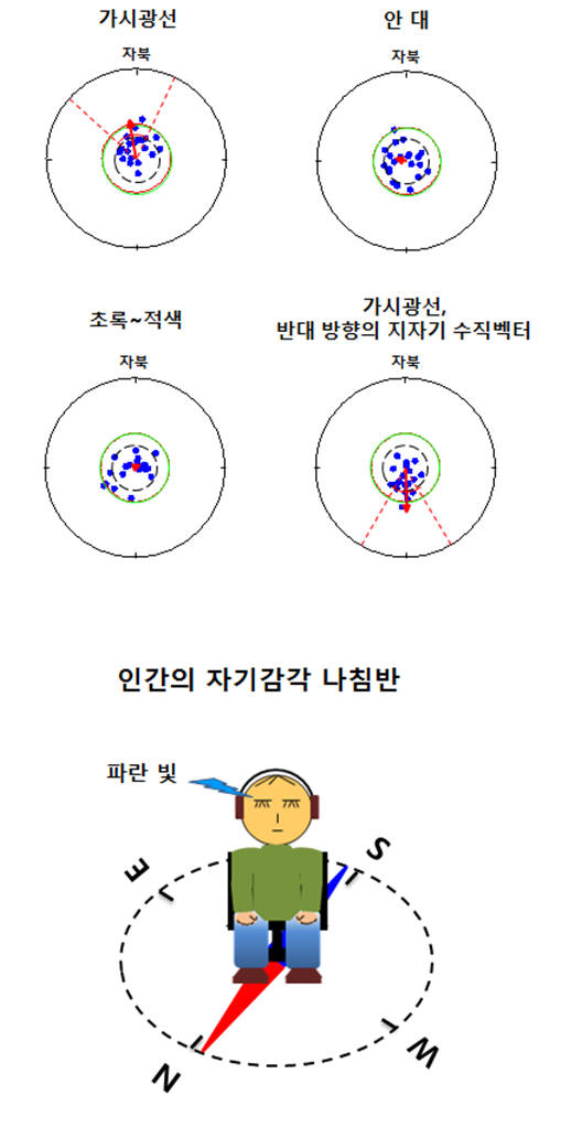 사람 자기감각 나침반 실험 조건과 결과