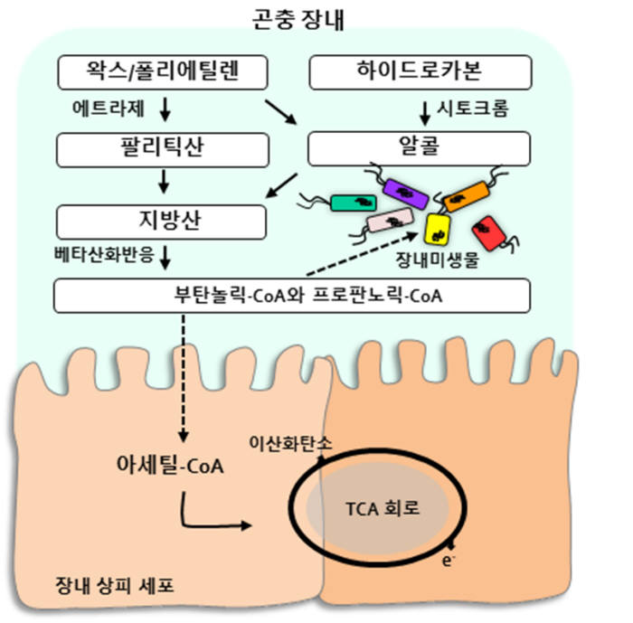 꿀벌부채명나방의 왁스 분해과정