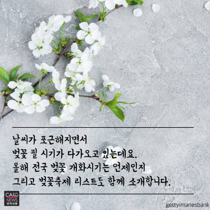 [카드뉴스]전국 벚꽃축제 6선