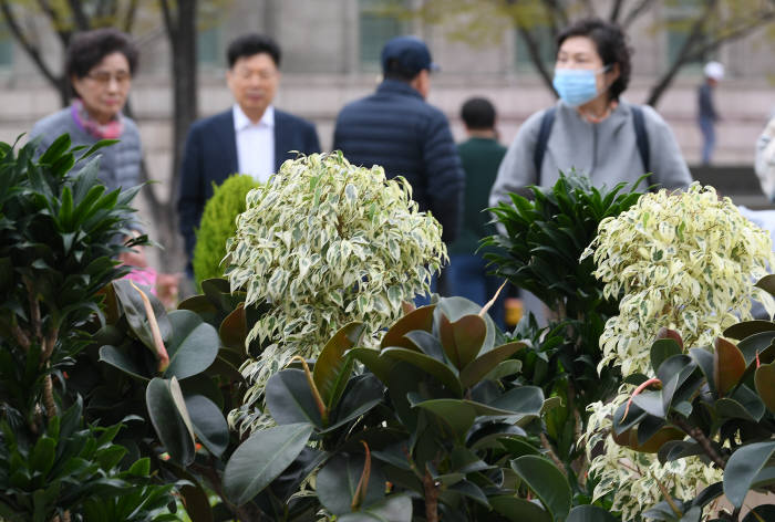 미세먼지 공기정화식물로 낮춰요