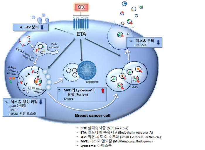 설피속사졸의 엑소좀 분비 억제 기전