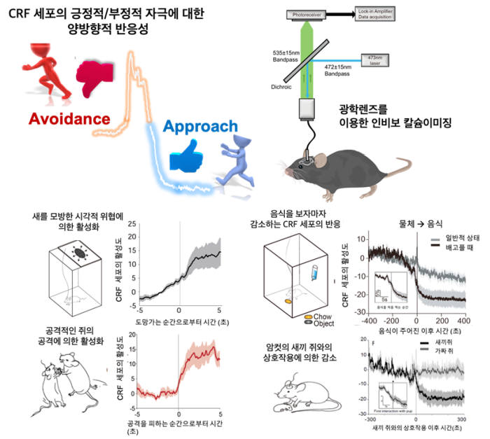 CRF 세포 활성화 및 억제 예시, 관련 이미징 방식 모식도