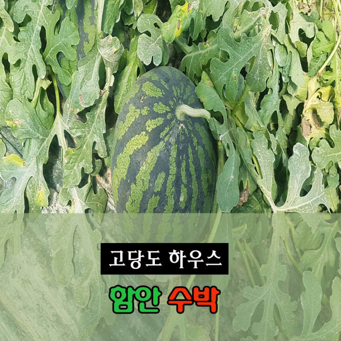 공영쇼핑, 산지직송 고당도 '함안수박' 판매