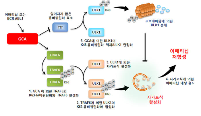 GCA 자가포식 활성화에 의한 내성 발생 기전