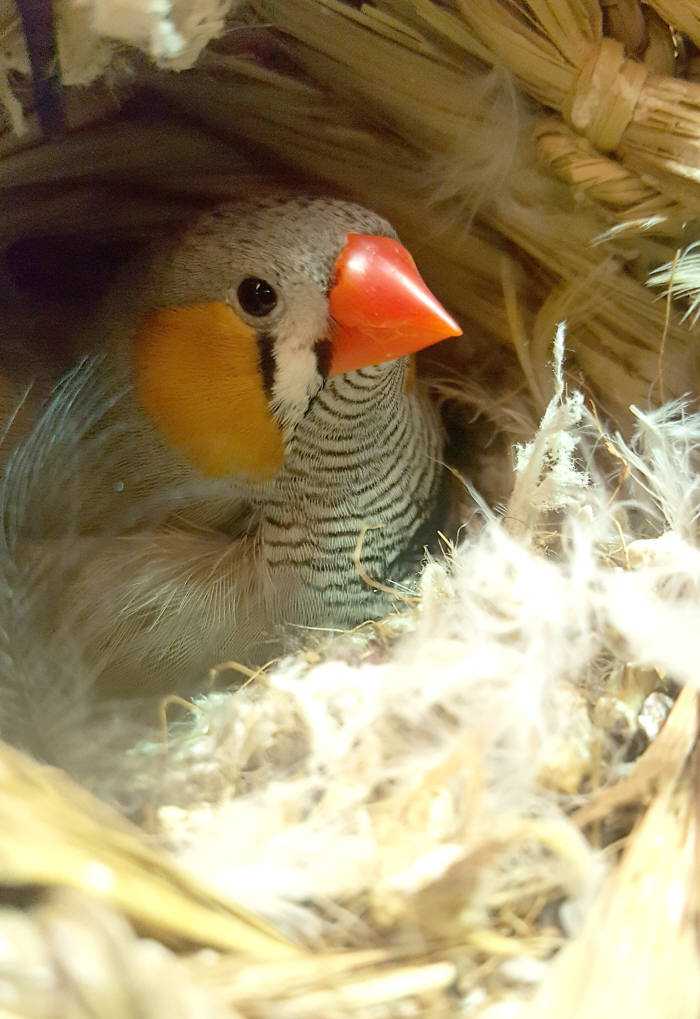 [기자의 일상]금화조의 몸치장, 집 단장