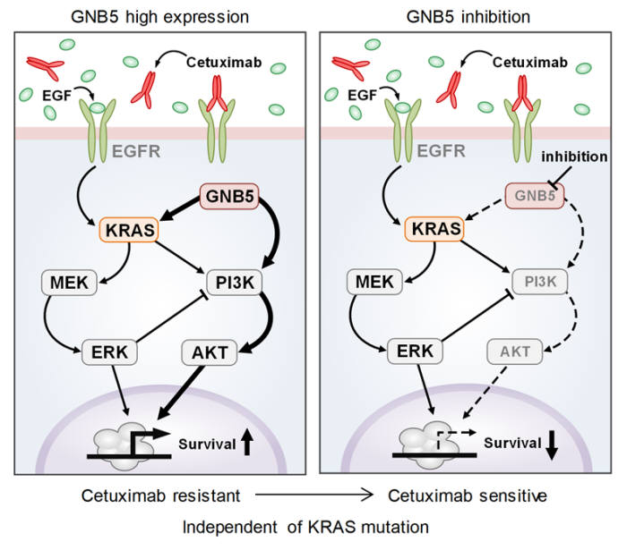 세툭시맙 약제 내성 메커니즘과 GNB5 억제를 이용한 약제 내성 극복 원리