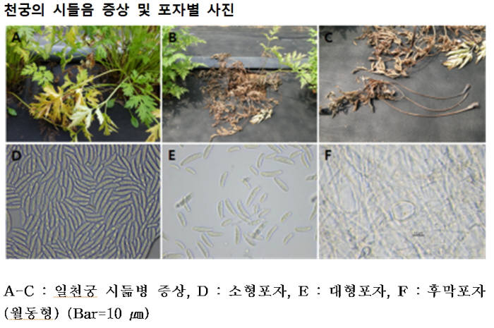 국립산림과학원, 산림약용자원 '천궁' 시듦병 원인균 규명