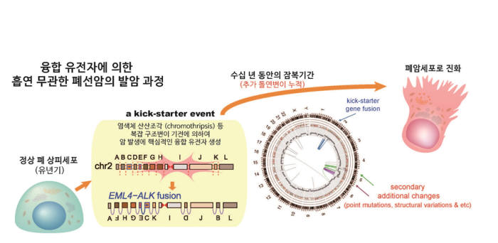 융합 유전자에 따른 흡연 무관 폐선암 발암 과정