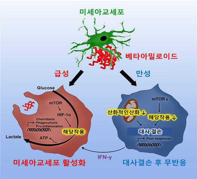 미세아교세포는 급성으로 베타아밀로이드에 노출되면 에너지 효율이 빠른 해당작용을 선택한다. 에너지 대사 재편성과정을 통해 활성화를 일으켜 포식작용(Phagocytosis)하며 세포 내 존재하는 응집된 베타아밀로이드를 제거한다. 반면 만성적으로 베타아밀로이드에 미세아교세포가 노출된 경우에는 정상적인 세포의 대사과정인 미토콘드리아에 의한 에너지 생성이나 해당작용을 통한 에너지 생성 모두가 작용을 하지 못한다. 미세아교세포의 고유기능을 잃어버리게 된다. 이것을 감마인터페론을 주입하여 다시 회복시킬 수 있음을 확인했다.