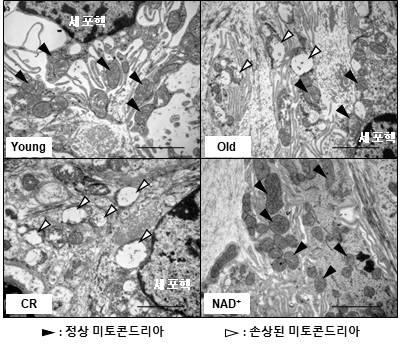 소홍섭 원광대 교수팀이 NAD+ 증대로 노인성 난청을 치료할 수 있는 기술을 개발했다.