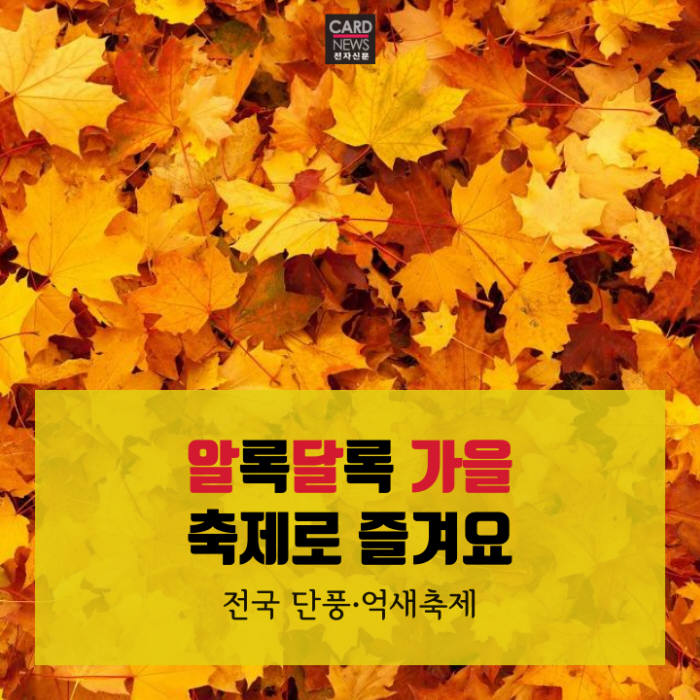 [카드뉴스]알록달록 가을, 축제로 즐겨요