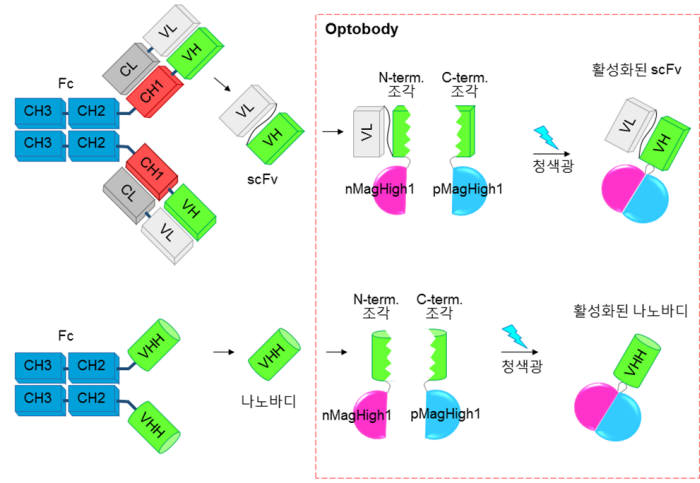 항체 조각과 Optobody 모식도