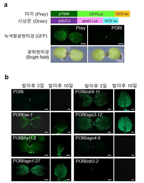 세포 특이적 유전자를 이용한 애기장대 형질전환체들의형광현미경 사진