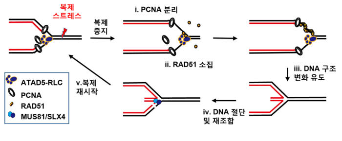 DNA 복제 스트레스 상황에서 ATAD5 단백질의 복제 재시작 조절 메커니즘