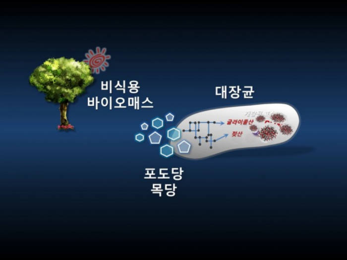 이상엽 KAIST 교수팀이 시스템 대사공학으로 만든 폴리락테이트-co-글라이콜레이트(PLGA) 생산 모식도