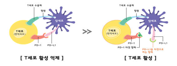 스크립스코리아항체연구원, 면역항암 항체 치료제 기술이전