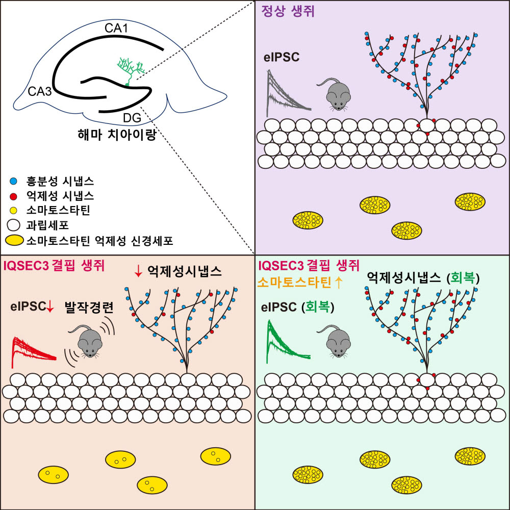 억제성 시냅스단백질 IQSEC3의 기능저하에 따른 뇌전증 발현핵심 기전 모식도.