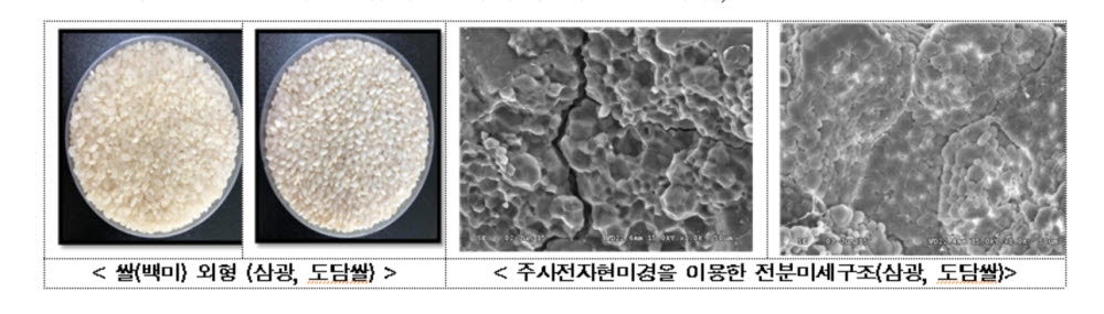 농진청, 도담쌀 당뇨·대장환경 개선에 도움 밝혀