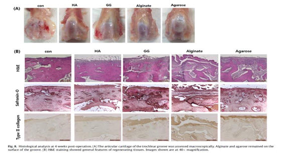 소재가 적용된 관절연골 부위 사진(A)과 조직 슬라이드 염색사진(B)