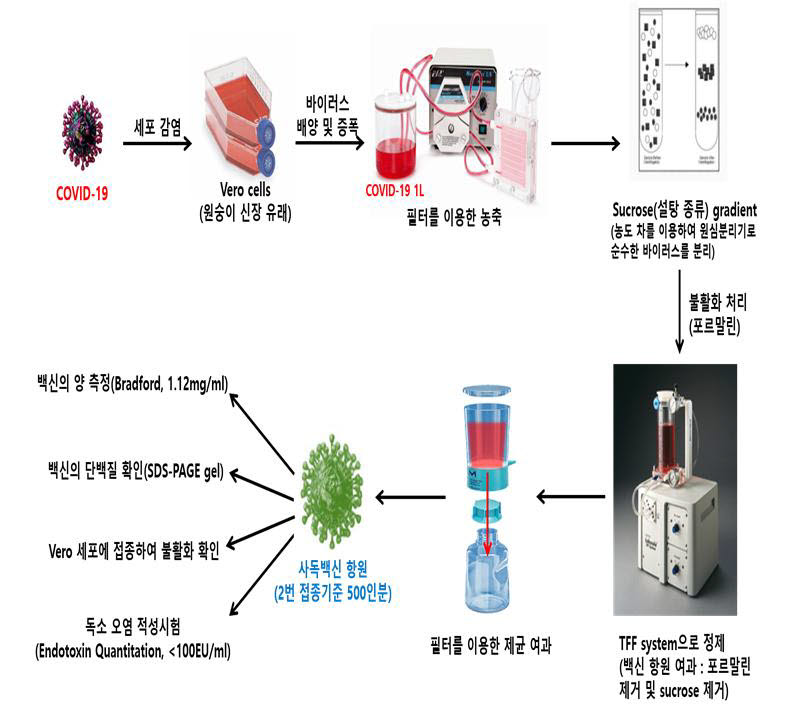 코로나19 백신 항원 생산 모식도. 사진출처=충남대학교