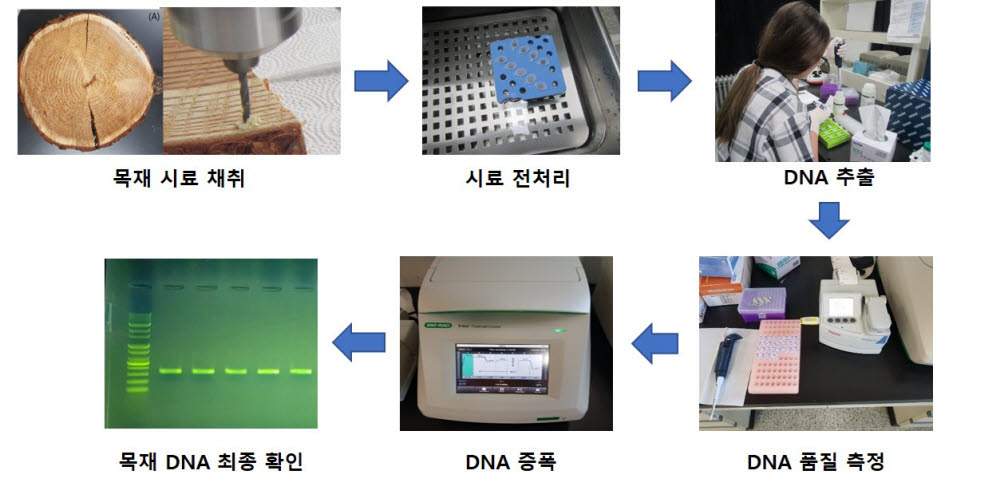 목재 DNA 추출 과정