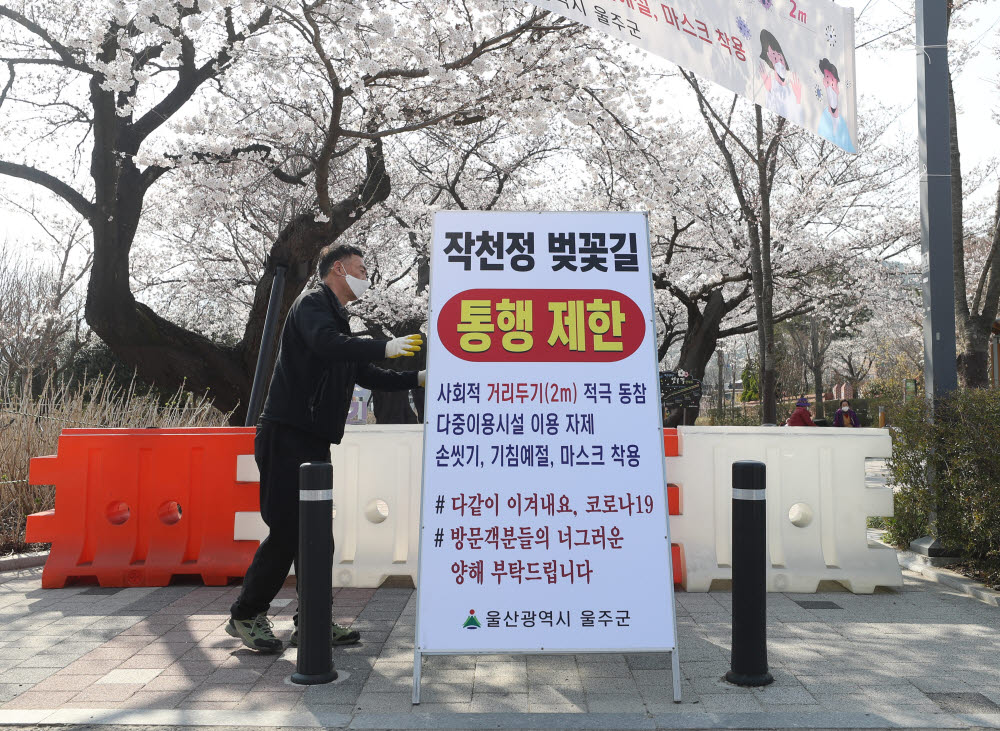 (울산=연합뉴스) 김용태 기자 = 25일 오후 울산시 울주군 삼남면 작천정 벚꽃길 입구에 시민과 관광객들의 방문을 제한하기 위한 안내판이 설치되고 있다. 울주군 측은 "코로나19 감염 확산을 막기 위해 불가피하게 작천정 벚꽃길을 통제한다"며 "사회적 거리 두기에 시민 여러분의 적극적인 협조를 부탁한다"고 당부했다. 2020.3.25 yongtae@yna.co.kr