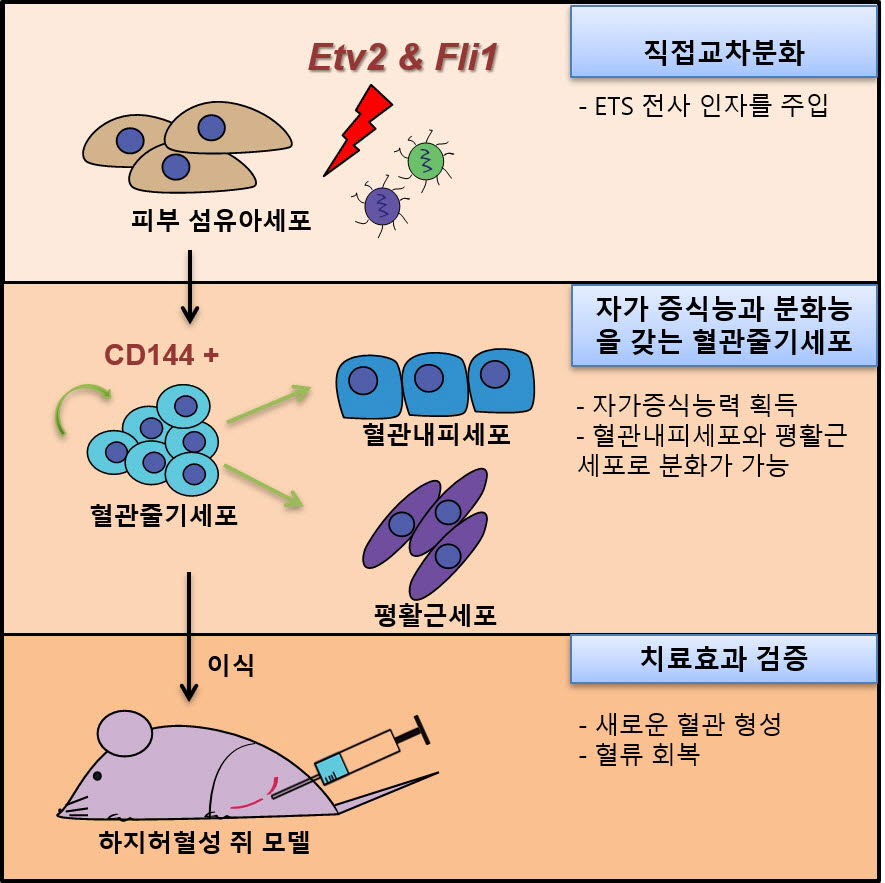 혈관줄기세포 제작과 치료 효과 검증 과정을 나타낸 그림