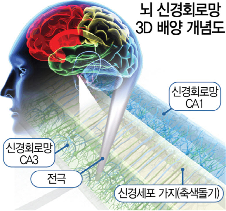 KIST 뇌과학연구소가 2017년 거둔 뇌신경 회로망 3D 배양 성공 성과 개요.