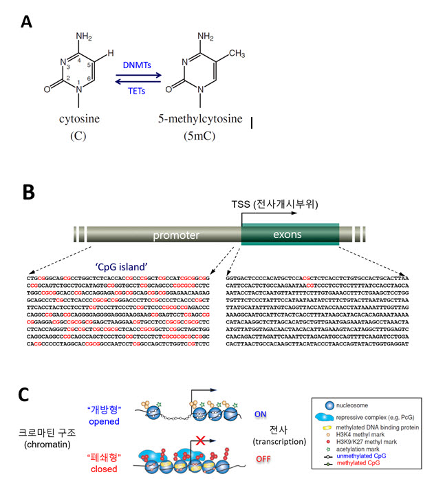 DNA 메틸화와 유전자 발현의 관계