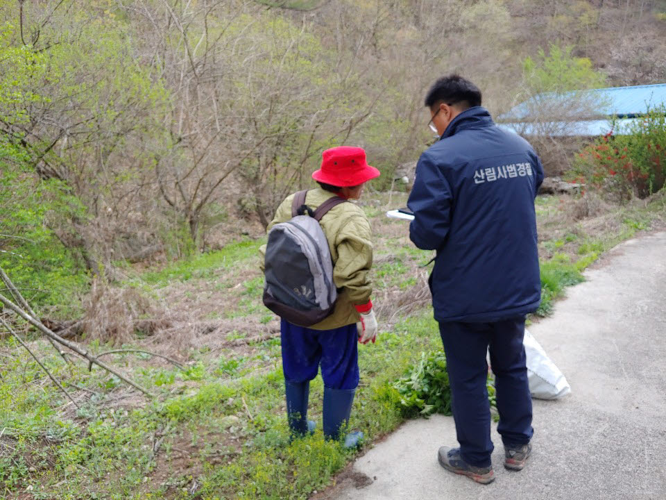 산림청 산림사법경찰이 불법 산나물 채취 단속 활동을 펼치고 있다.