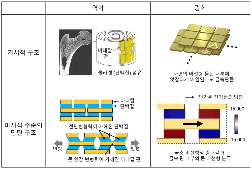 광학적거대 비선형성을 갖는메타물질과 동물 뼈의 구조 비교