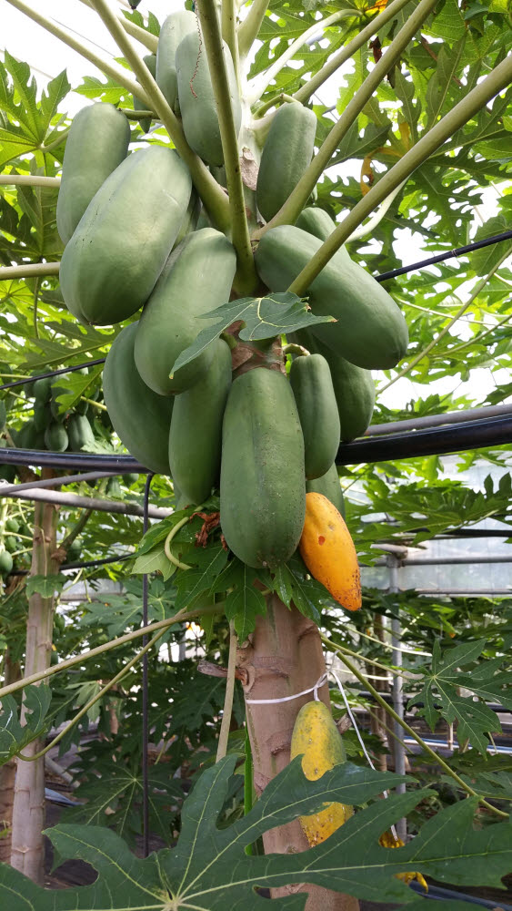 농진청, "파파야 덜익으면 몸에 좋고, 익으면 맛이 좋아요"