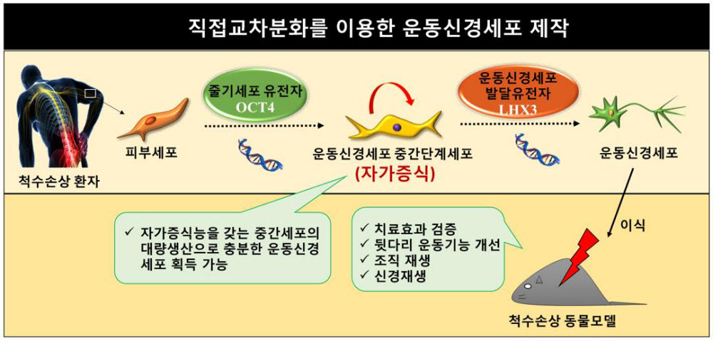 운동신경 세포 제작 과정과 척수 손상 동물실험에서 치료 효과 검증.