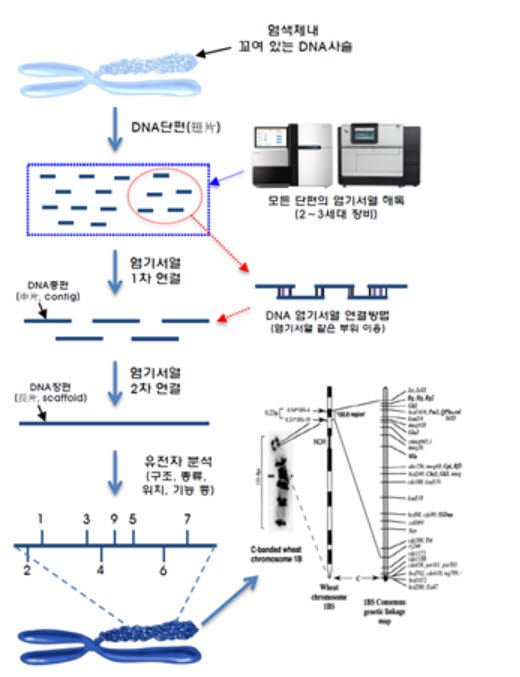 농진청, 도라지 표준유전체 해독…새 유전자 발견