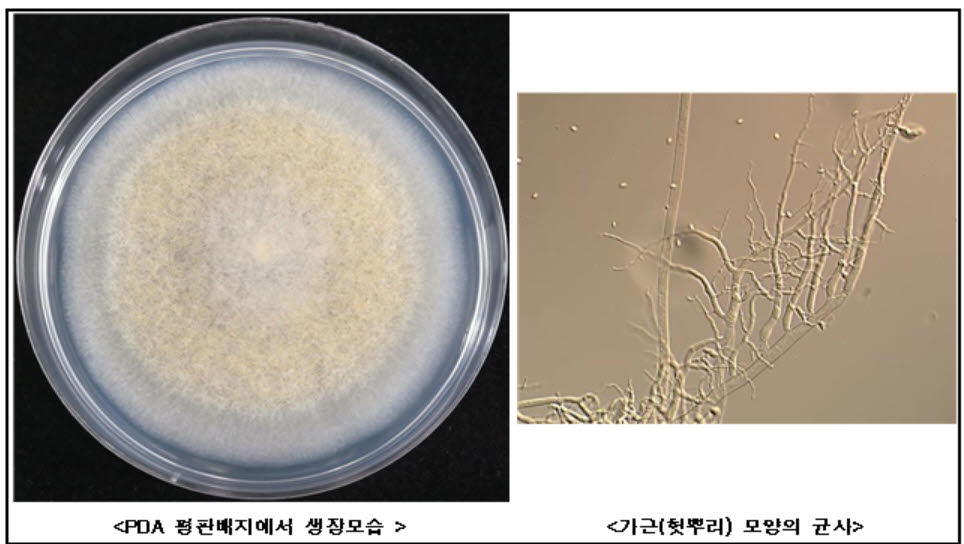 국립생물자원관, 미세플라스틱 분해 신종 곰팡이 발견