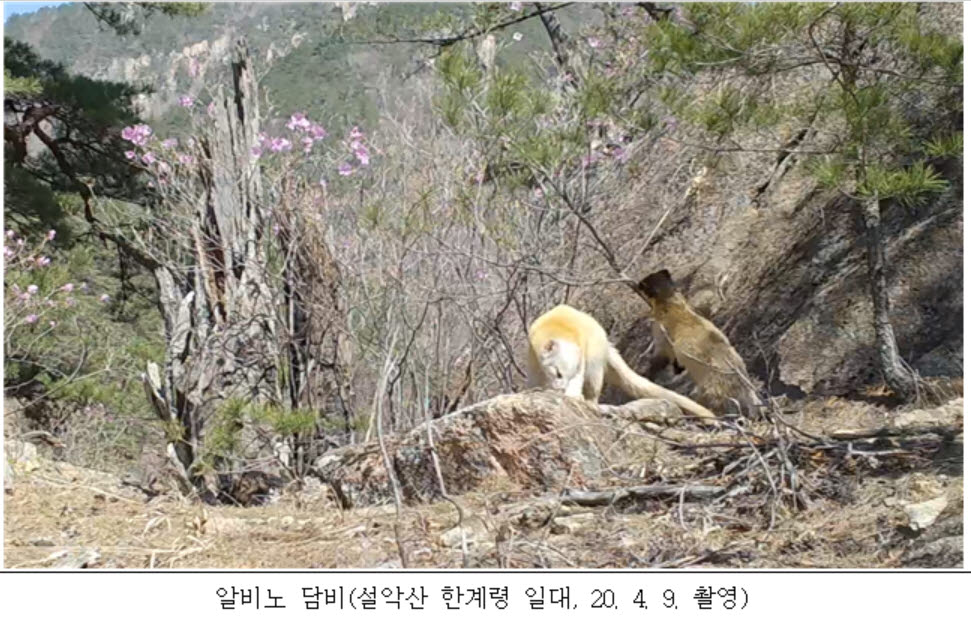 국립공원공단, 흰 빛깔 알비노 담비·불새 호반새 포착