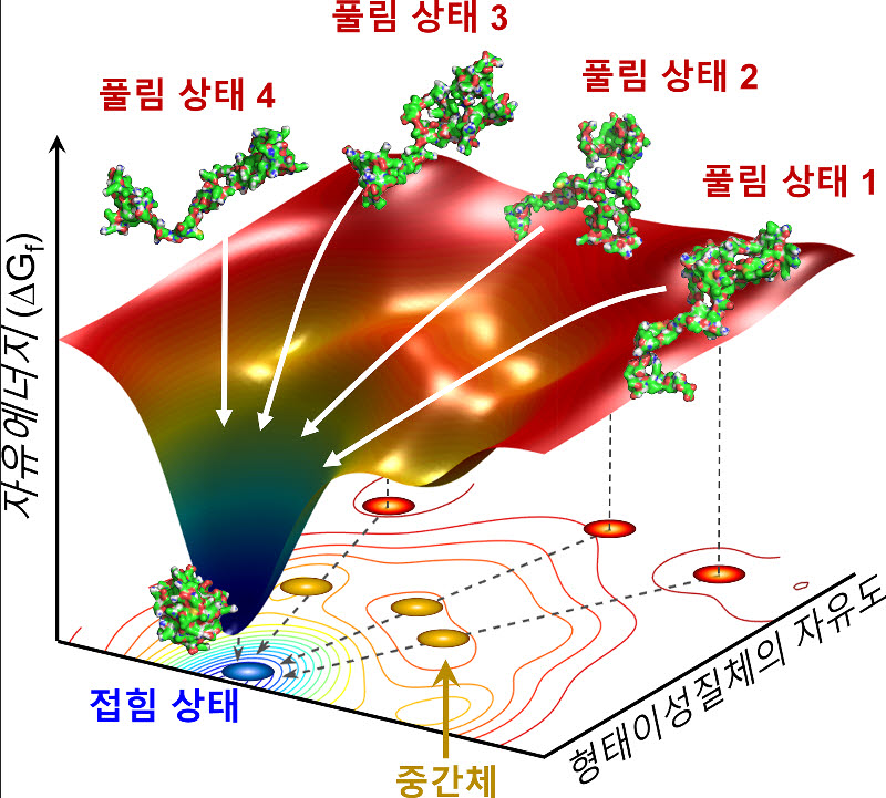 실험에 쓴 사이토크롬 단백질의 접힘 과정 모식도